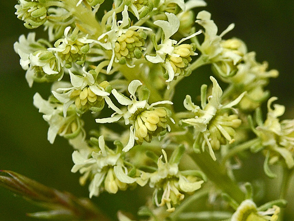 Reseda phyteuma / Reseda selvatica